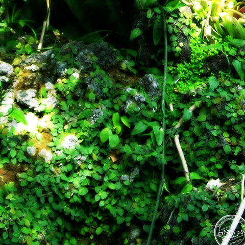 Green Green Leafs...