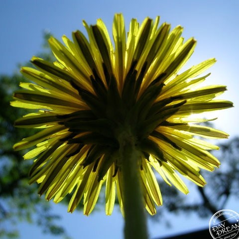 Dandelion