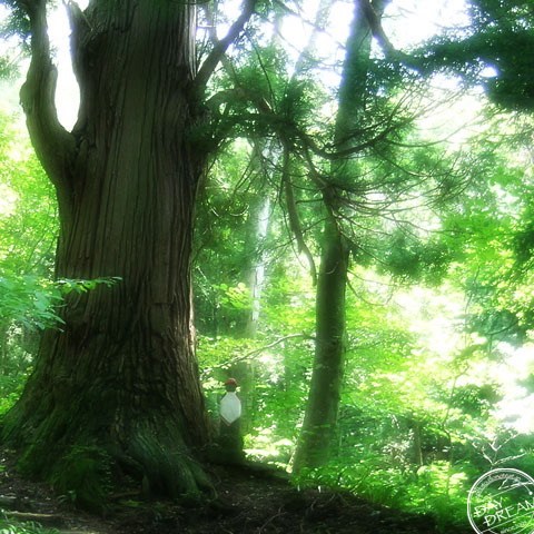 The Statue in the Forest