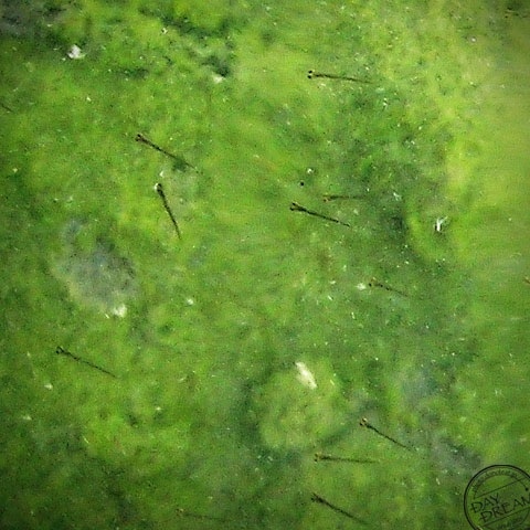 School of Oryzias latipes