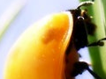 Ladybird metamorphosis
