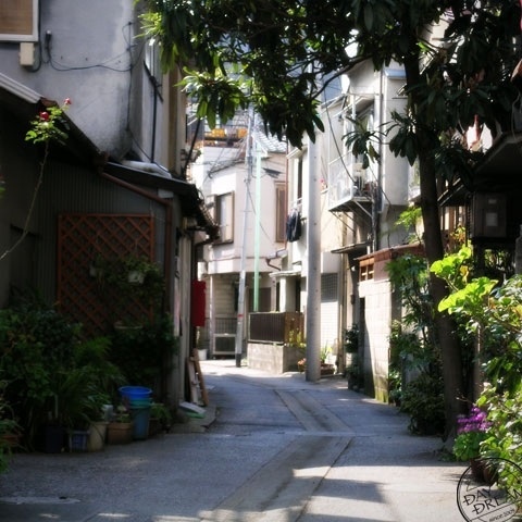 Stray child of avenue