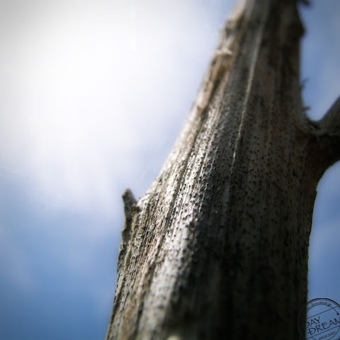 The Great Great Tree