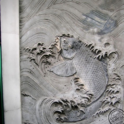 Carps climb in waterfall