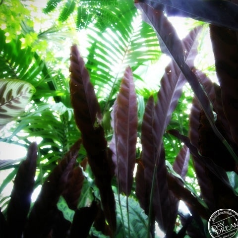 The banana is not found