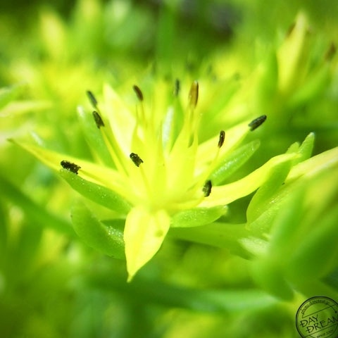 Relation between happiness and tears