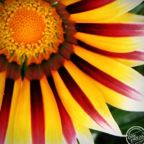 Presentiment of smile