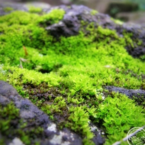 Scenery with moss