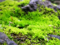 Scenery with moss 2005/06/23 Scenery with moss