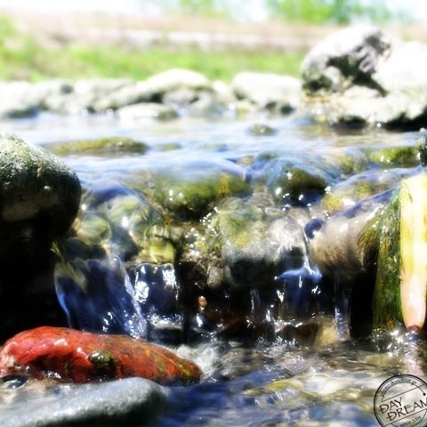 Refreshing swamp day