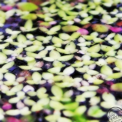 Lost mind and flying soul