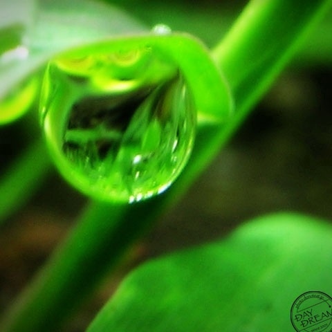 Iris lady of the beholder