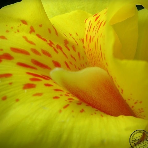 Northern dialect talk in sleep