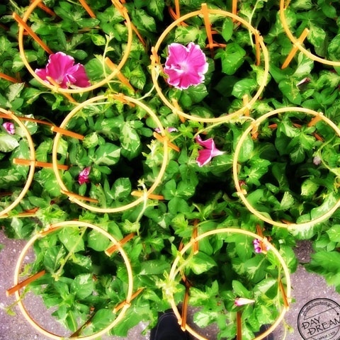 Morning-glory market