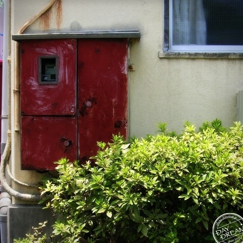 White snake and black crow