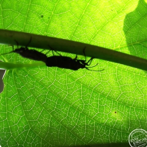 Love affair of emerald green