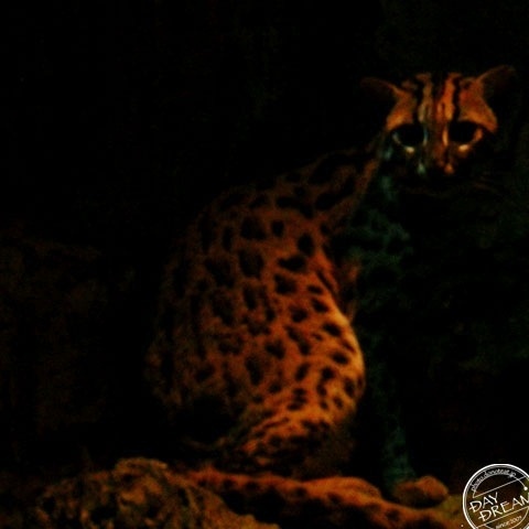 The last train of midsummer