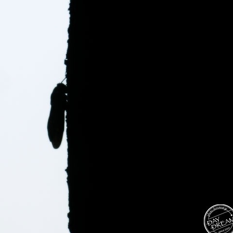 Sing the praises of summer