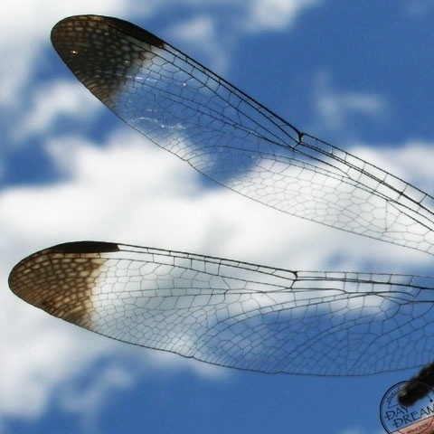 Get on wind of summer