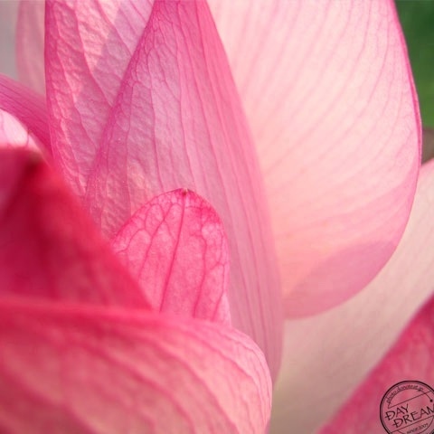 The princess of Lotus