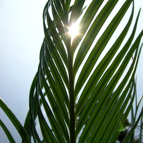 Sunlight through the tropical leaves