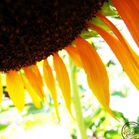 I spend summer under the canopy