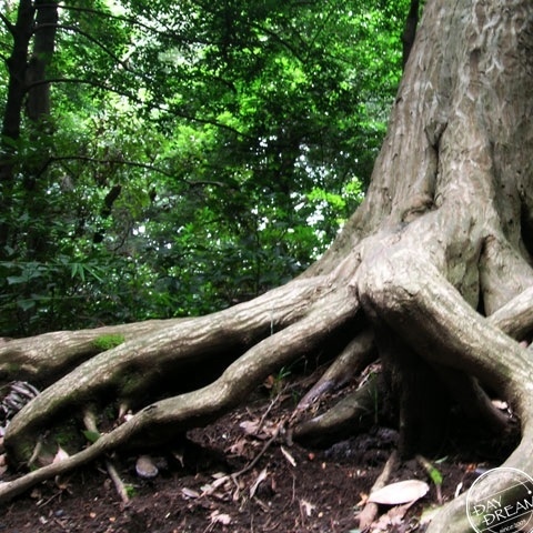 Girl of acorn picking up
