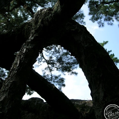 Rats in the pine house