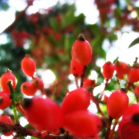 The voice of scarlet