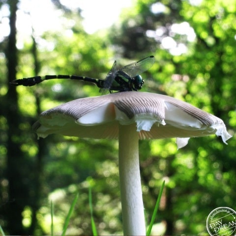 Snake Doctor and mushroom