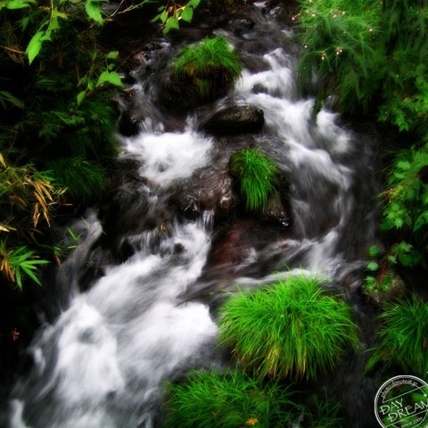 Brook after the rain