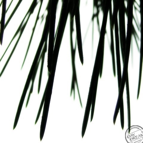 The pine needle