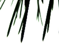 The pine needle