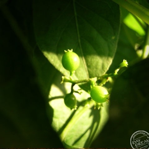 Secret gem of forest