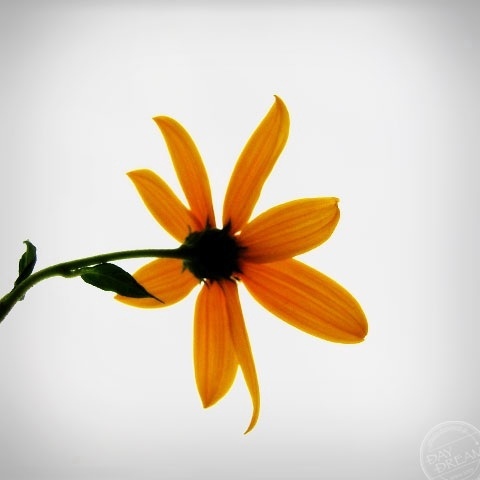 The smile brings the smile