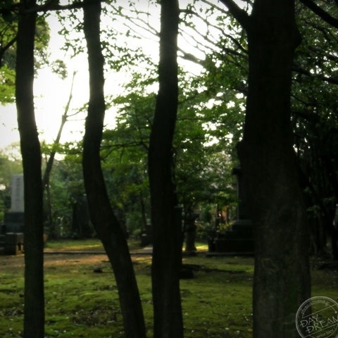 Rule of the tree maze