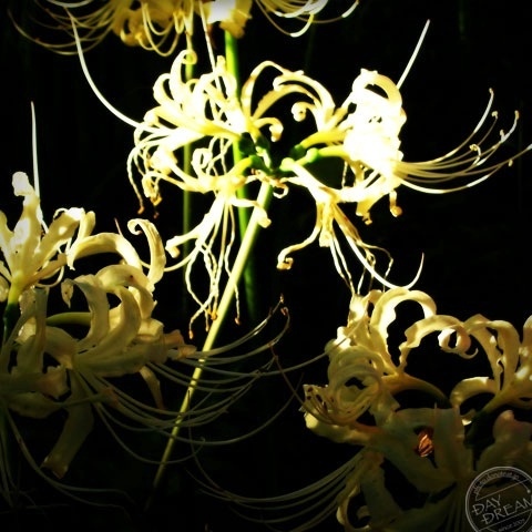 Autumn flower of Albinism