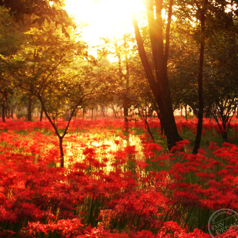 Equinox fantasy of scarret