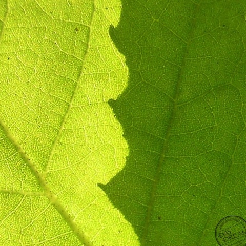 Zigzag Green and verdant green