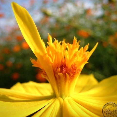 A petal was standing up