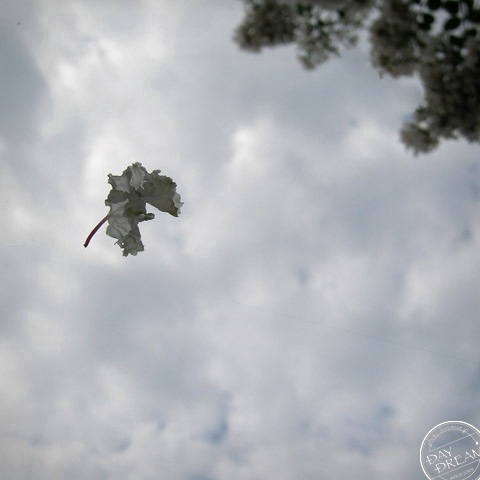 The dropping flower stops