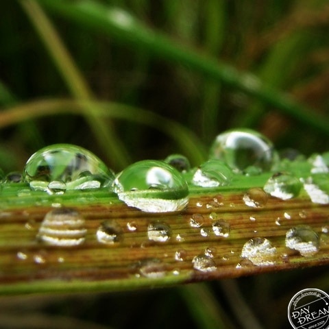 Ant on the aqua button