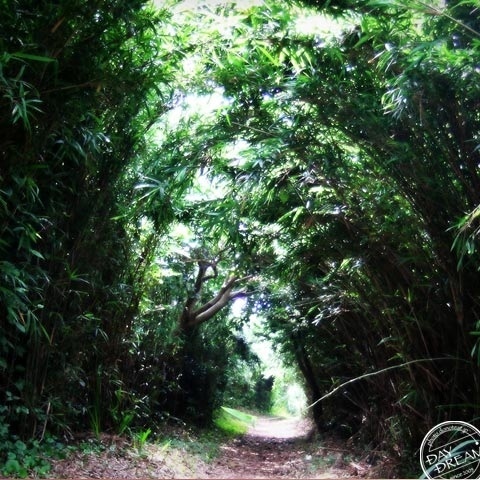 Go to the tunnel of green