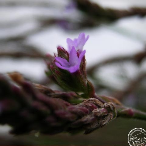 Preparation in winter