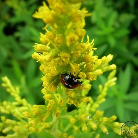 After the rain! Nanahoshi!