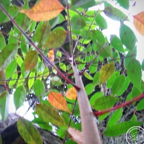 The roof of my home changes the color