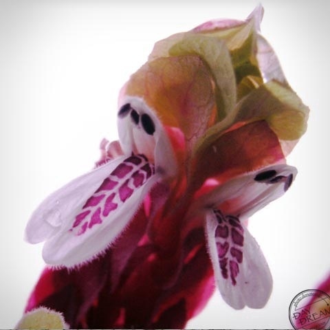 Good morning! The blue earth