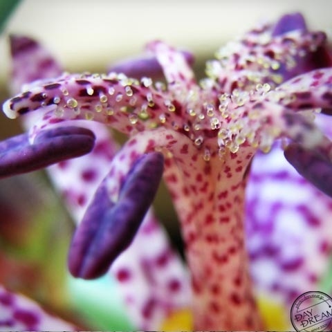 Good by! The blue earth