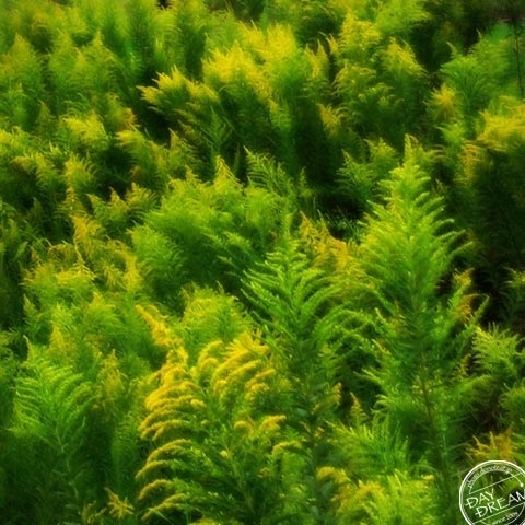 Fresh green and yellow of autumn