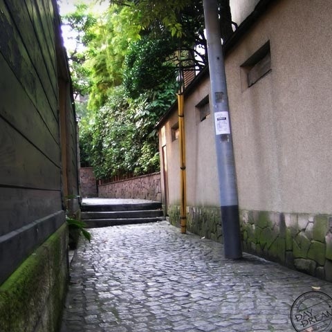 Stray cat of footpath